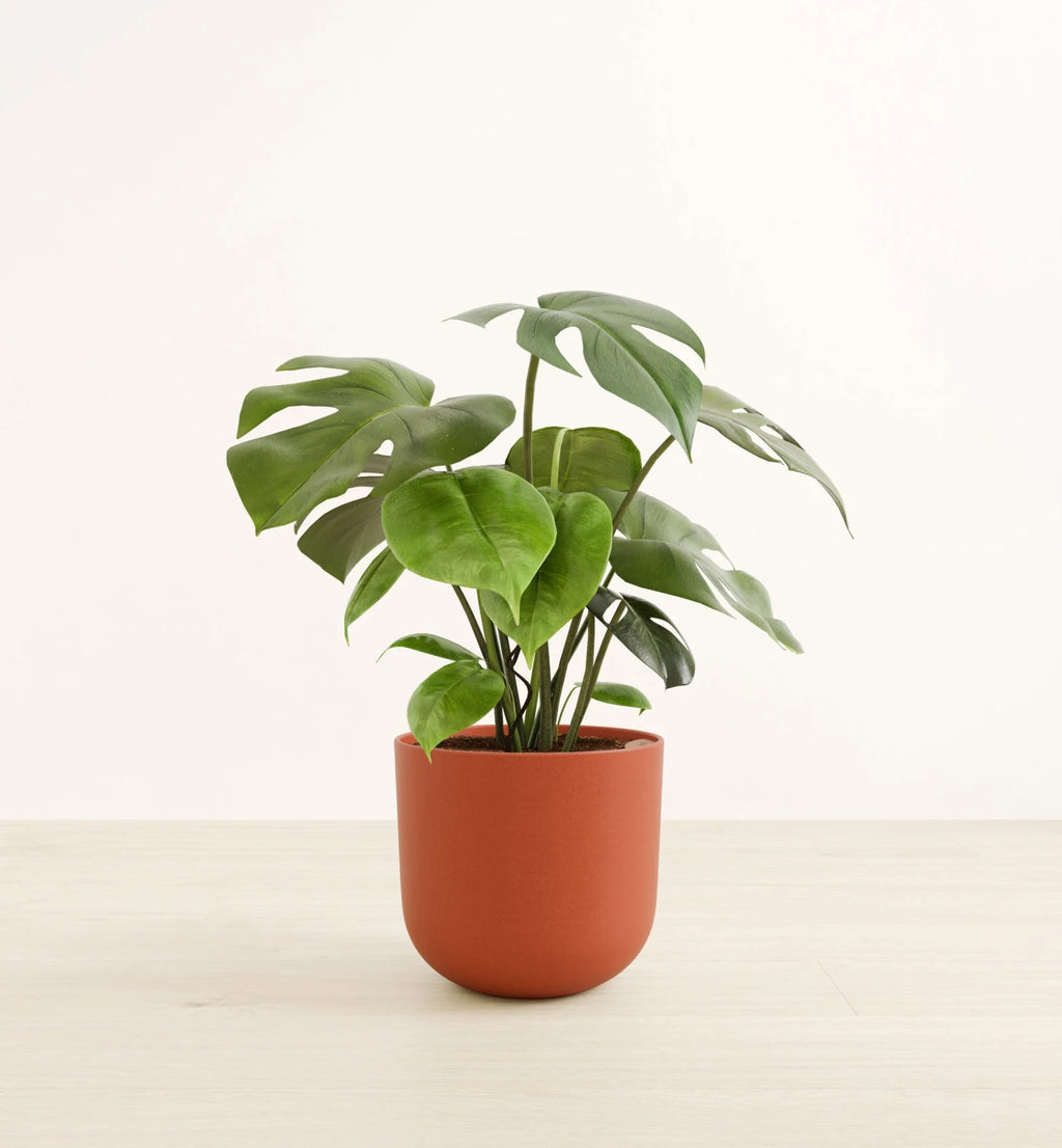 Monstera Deliciosa