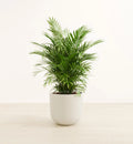 Bergpalme