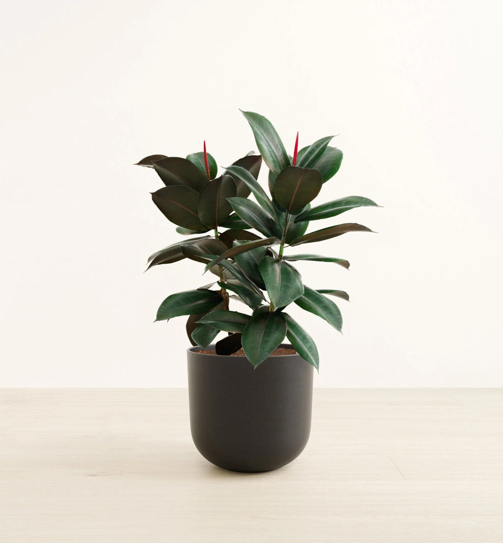 Rubber Tree
